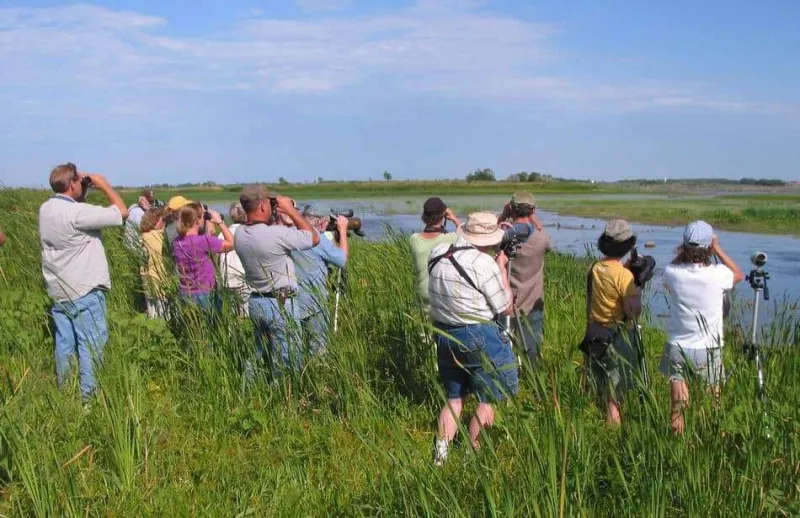 Appointment Television, But Make It a Nest: Inside America's Live-Cam Birding Clubs