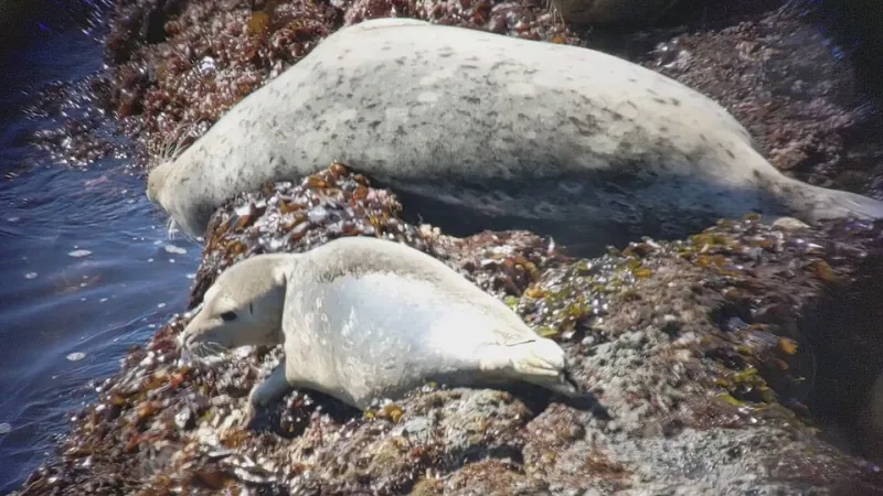 I Watched a Tern Colony Stream for Five Nights Straight and It Changed How I Think About Wildlife TV