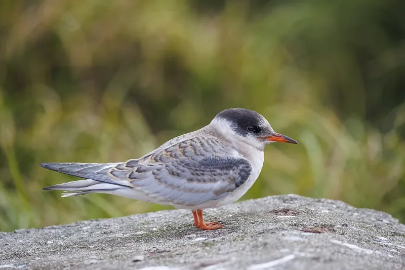Forget the Lion: Why Streaming Audiences Are Obsessing Over the World's Weirdest Little Birds