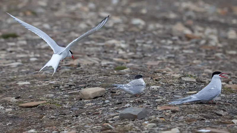 Small Bird, Big Screen: How the Humble Tern Is Reshaping What Streaming Audiences Actually Want