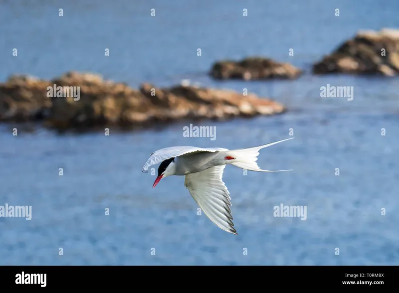 Wings Across Borders: Why Bird Migration Docs Are Suddenly About So Much More Than Birds